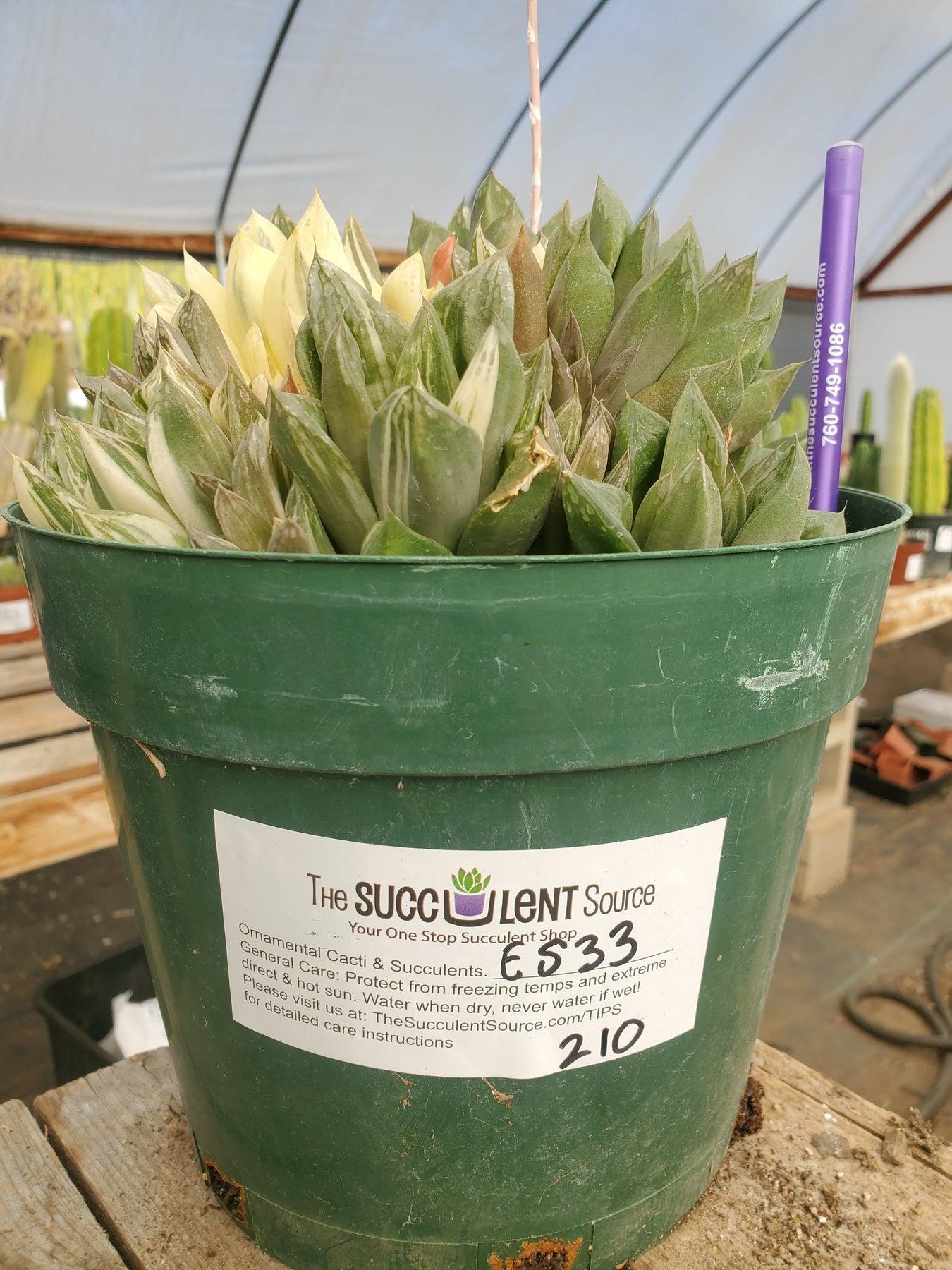 #ES33 EXACT Haworthia variegated in 8" container-Succulent - Large - Exact-The Succulent Source