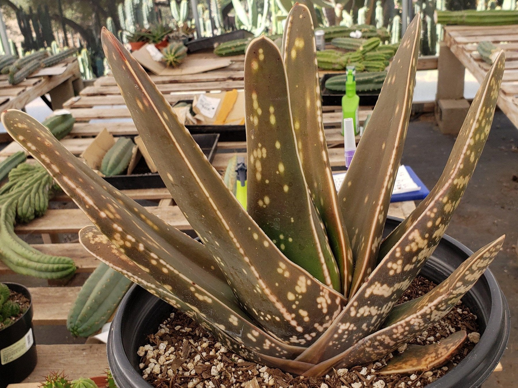 #ES34-succulent-aloe-agaves-jade-echevaria-succulent-aloe-agaves-jade-echevaria EXACT (species) Succulent (10)-Succulent - Large - Exact-The Succulent Source