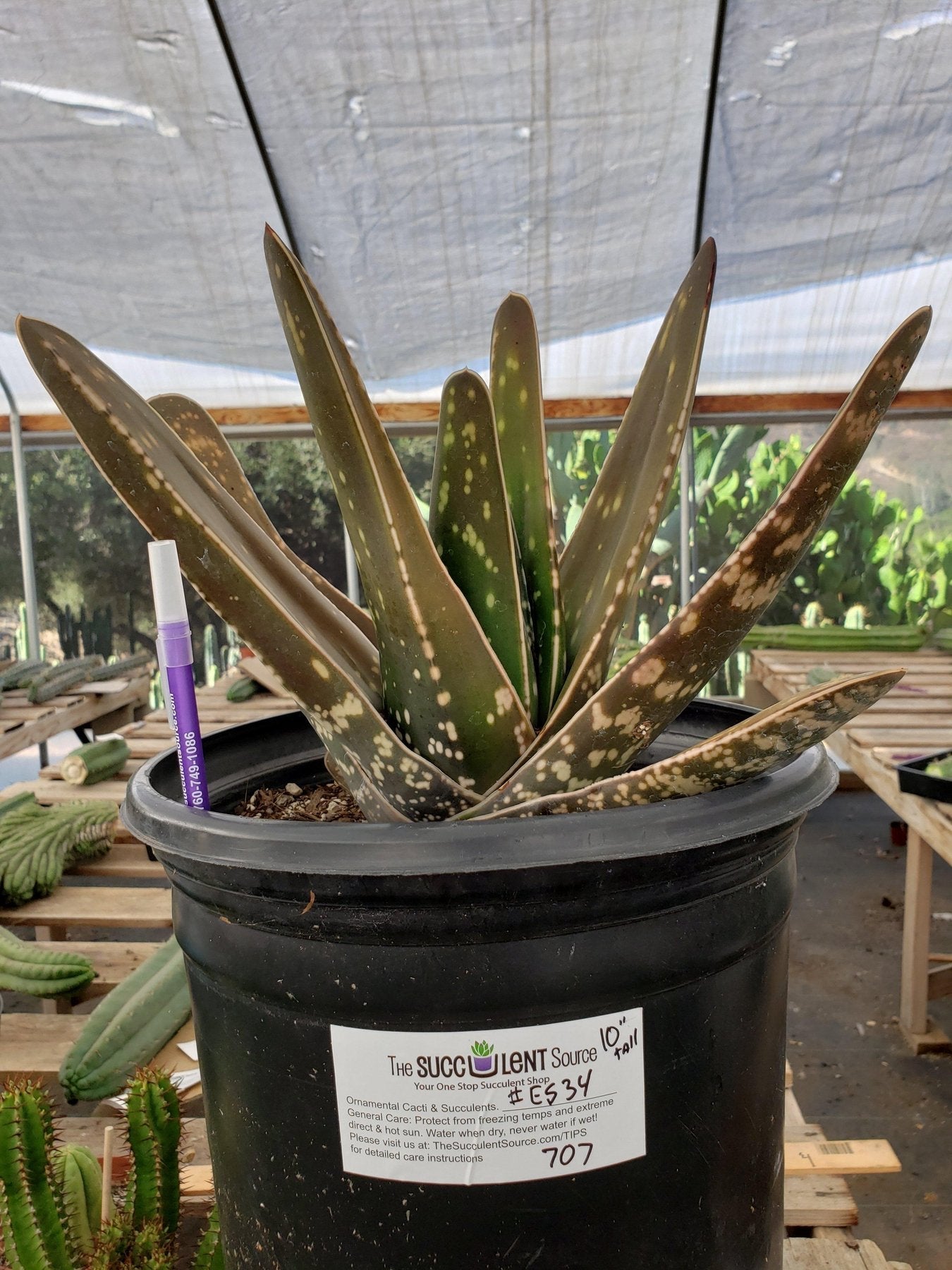 #ES34-succulent-aloe-agaves-jade-echevaria-succulent-aloe-agaves-jade-echevaria EXACT (species) Succulent (10)-Succulent - Large - Exact-The Succulent Source
