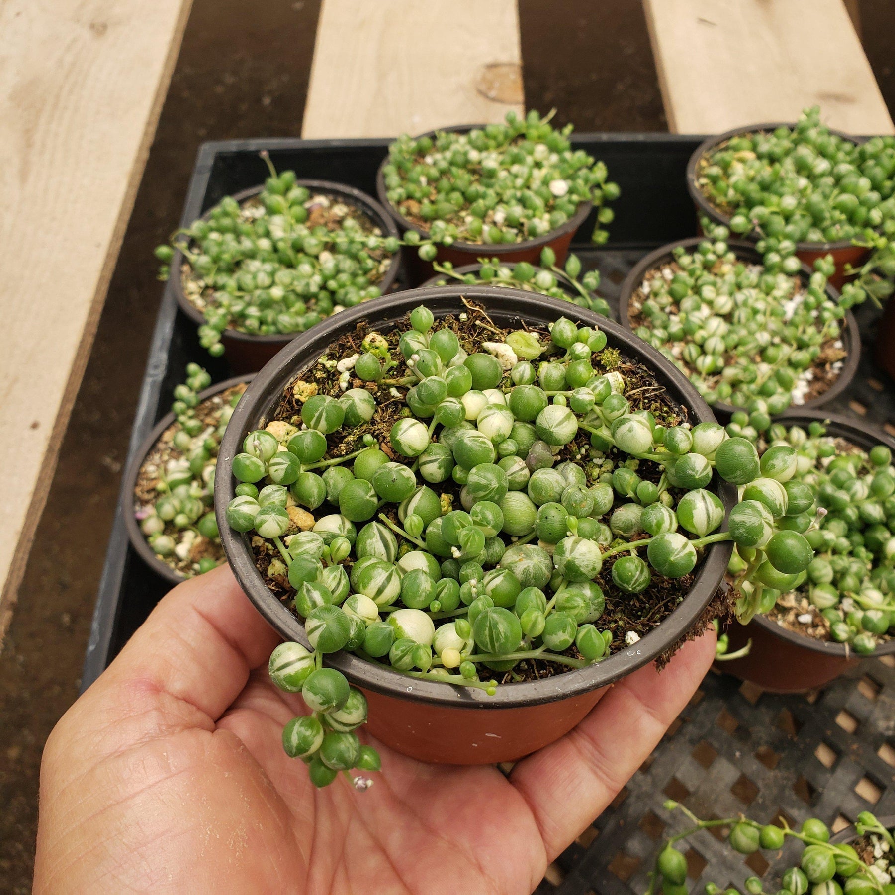 #ES37- Senecio rowleyanus f. variegatus - Variegated String of Pearls in 4"-Succulent - Large - Exact-The Succulent Source