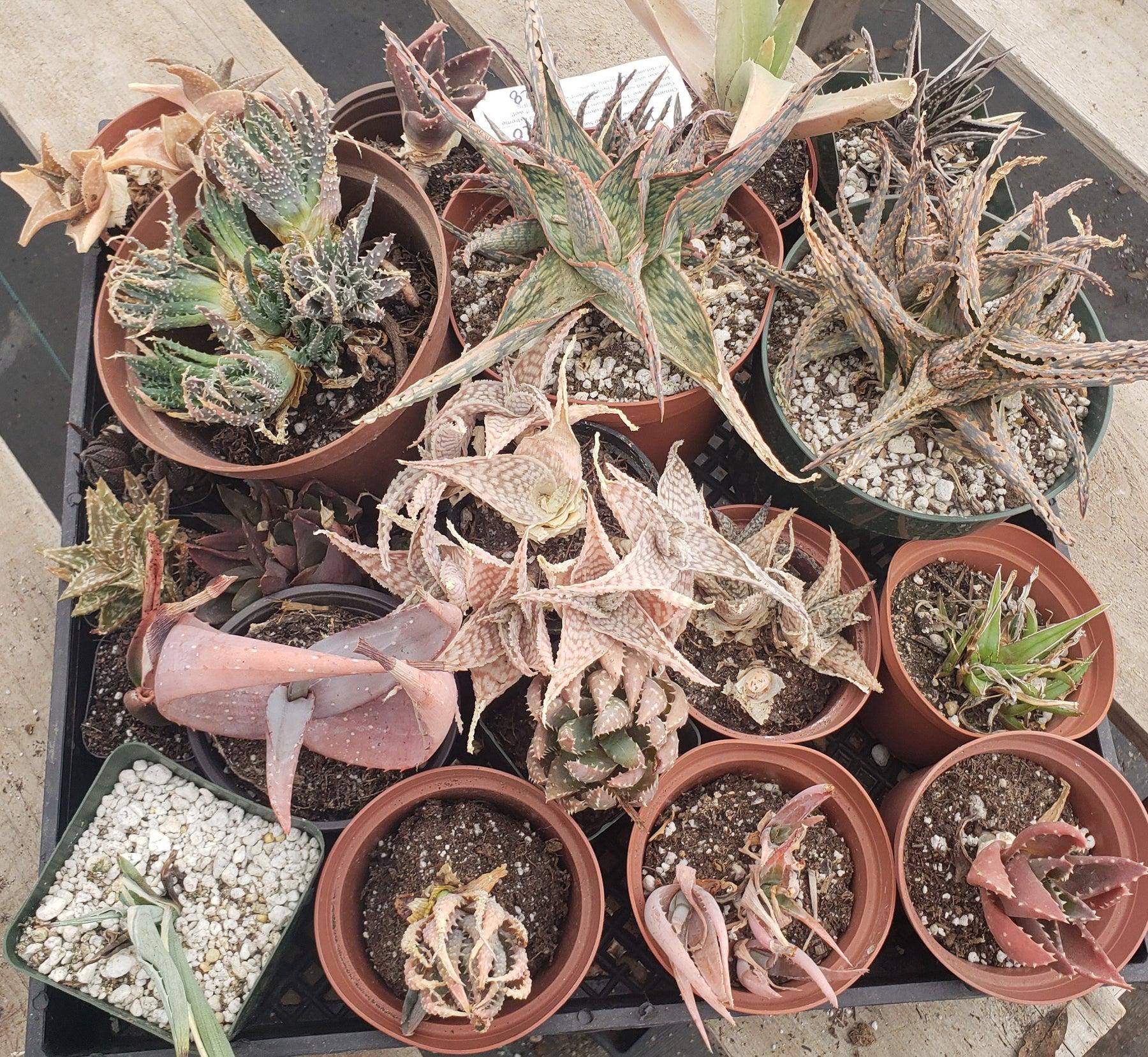 #ES38 EXACT Aloe and Agave discount Lot-Succulent - Large - Exact-The Succulent Source