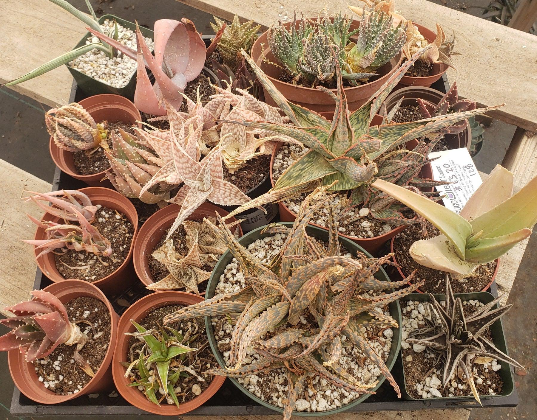 #ES38 EXACT Aloe and Agave discount Lot-Succulent - Large - Exact-The Succulent Source