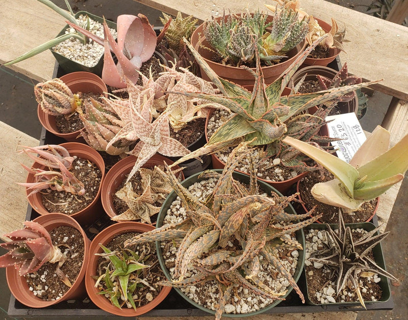 #ES38 EXACT Aloe and Agave discount Lot