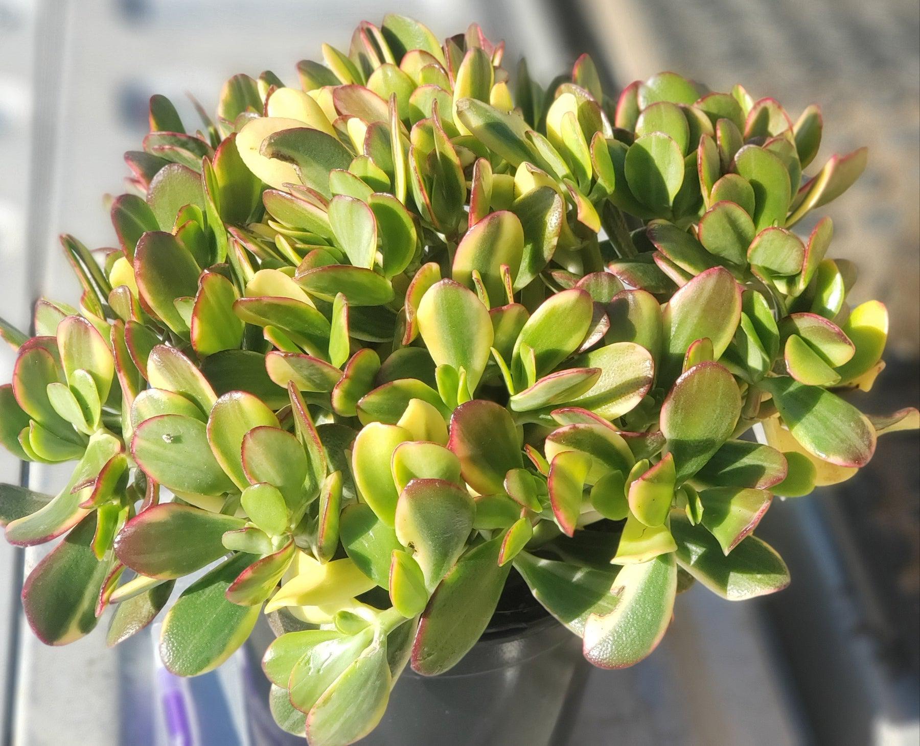 #ES39 EXACT Crassula Obliqua Lemon and Lime Jade Potted in 1 gallon-Succulent - Large - Exact-The Succulent Source