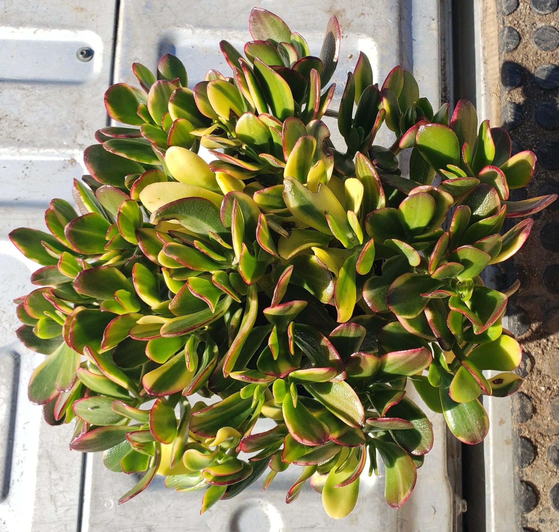 #ES39 EXACT Crassula Obliqua Lemon and Lime Jade Potted in 1 gallon-Succulent - Large - Exact-The Succulent Source