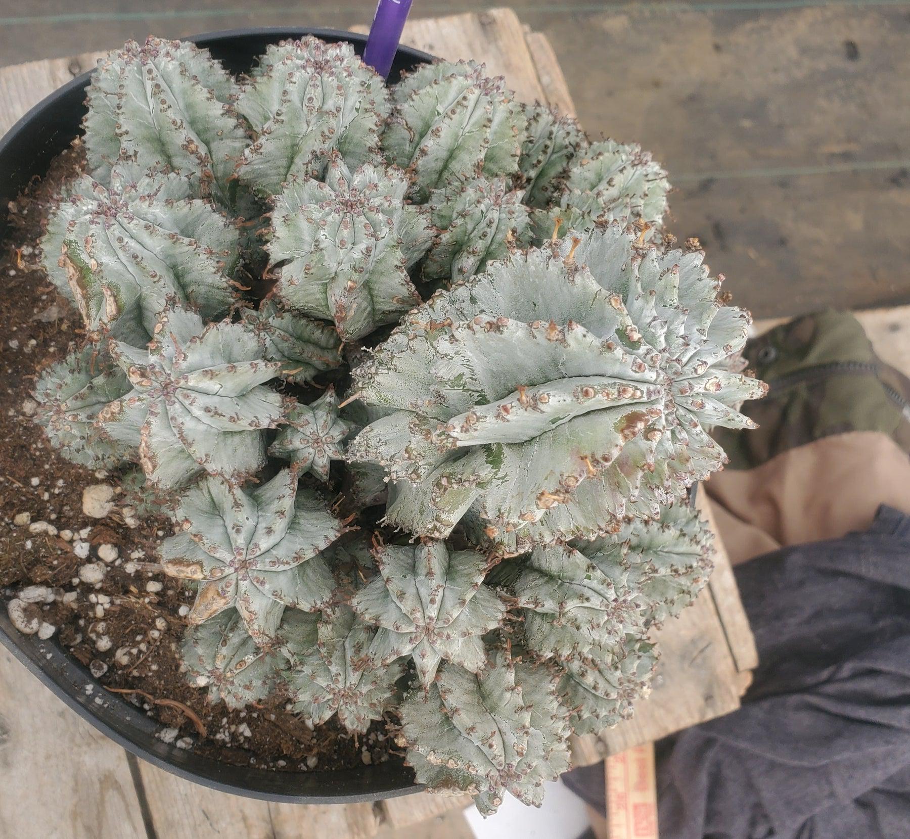 #ES40 EXACT Euphorbia Horrida potted in a container-Succulent - Large - Exact-The Succulent Source