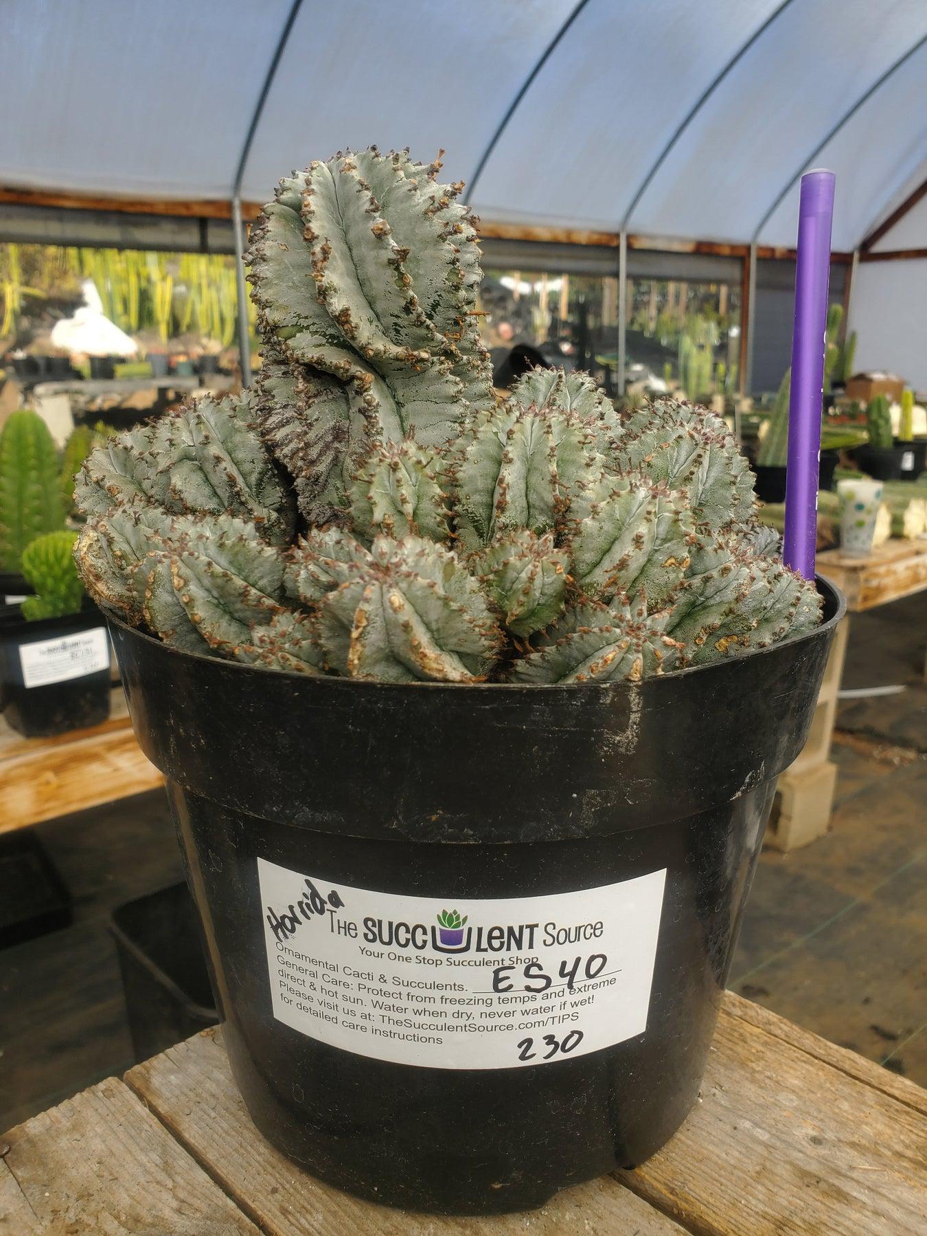 #ES40 EXACT Euphorbia Horrida potted in a container-Succulent - Large - Exact-The Succulent Source