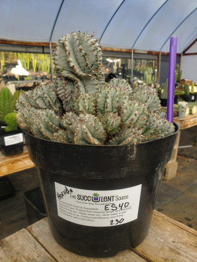 #ES40 EXACT Euphorbia Horrida potted in a container