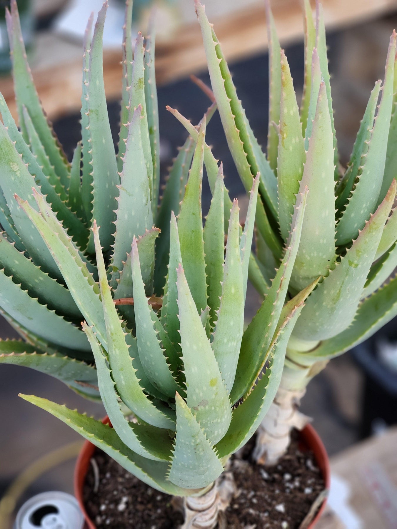 #ES41 Aloe "California" Hybrid Aloe Vera X Blue Elf-Succulent - Large - Exact-The Succulent Source