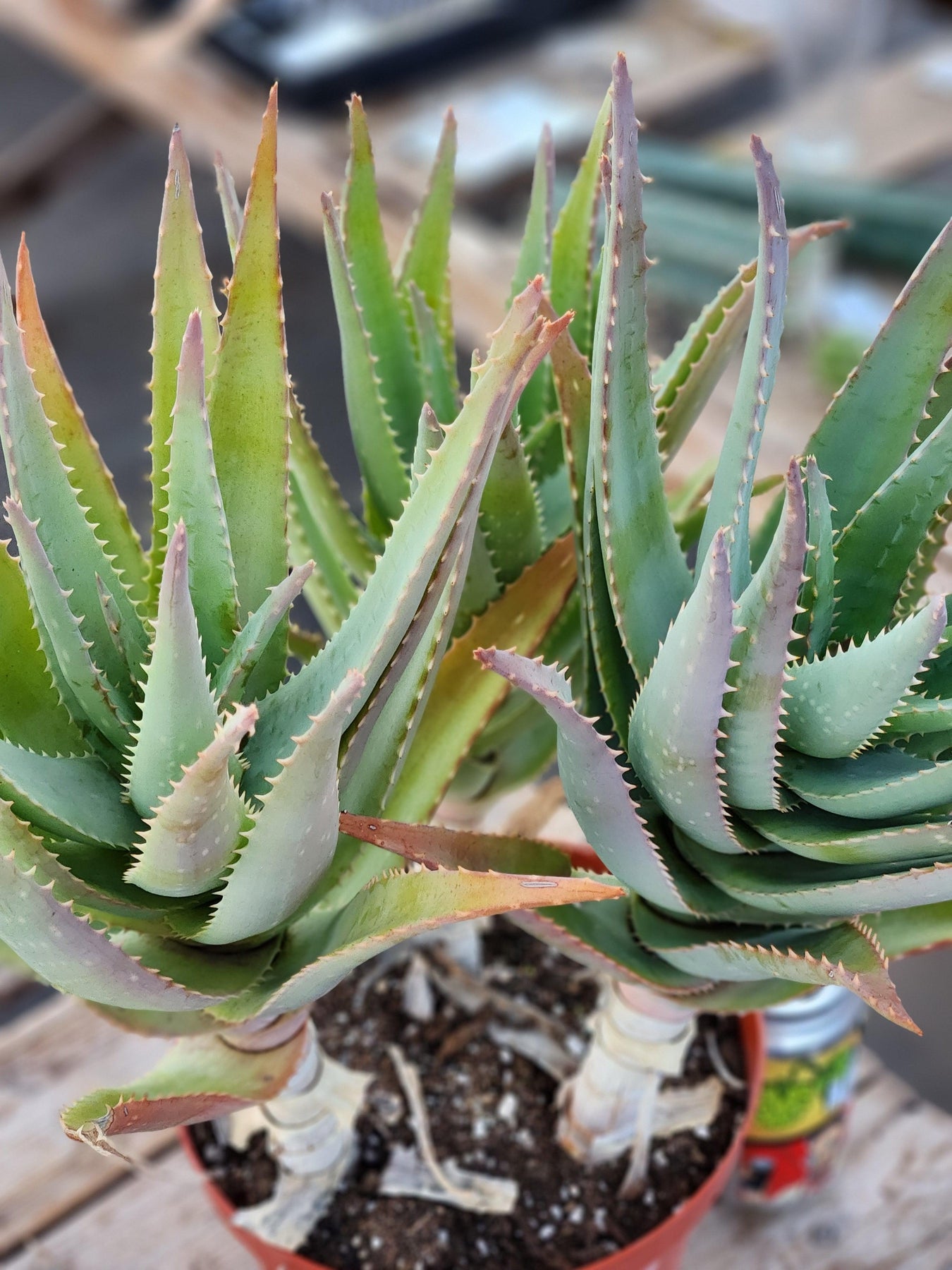 #ES41 Aloe "California" Hybrid Aloe Vera X Blue Elf-Succulent - Large - Exact-The Succulent Source