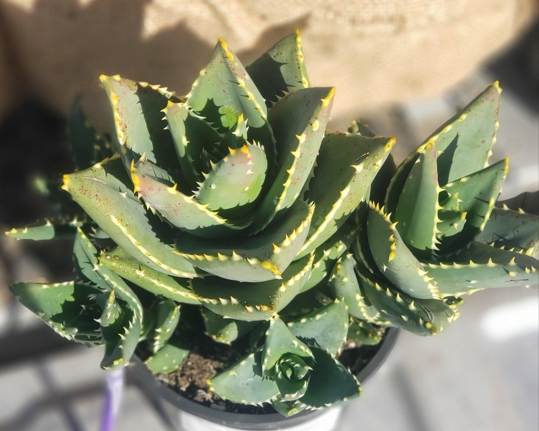 ES43 EXACT Aloe Jeweled Distans Potted in 1 gallon - Wedding