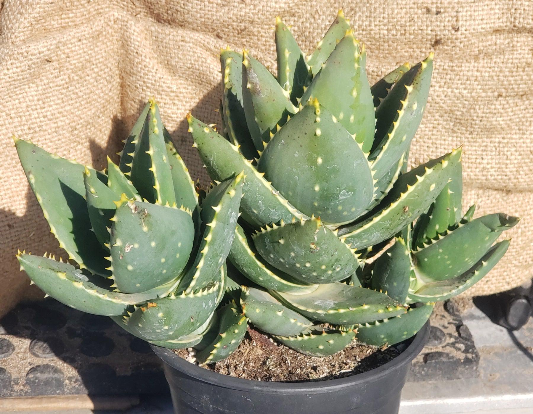 ES43 EXACT Aloe Jeweled Distans Potted in 1 gallon - Wedding