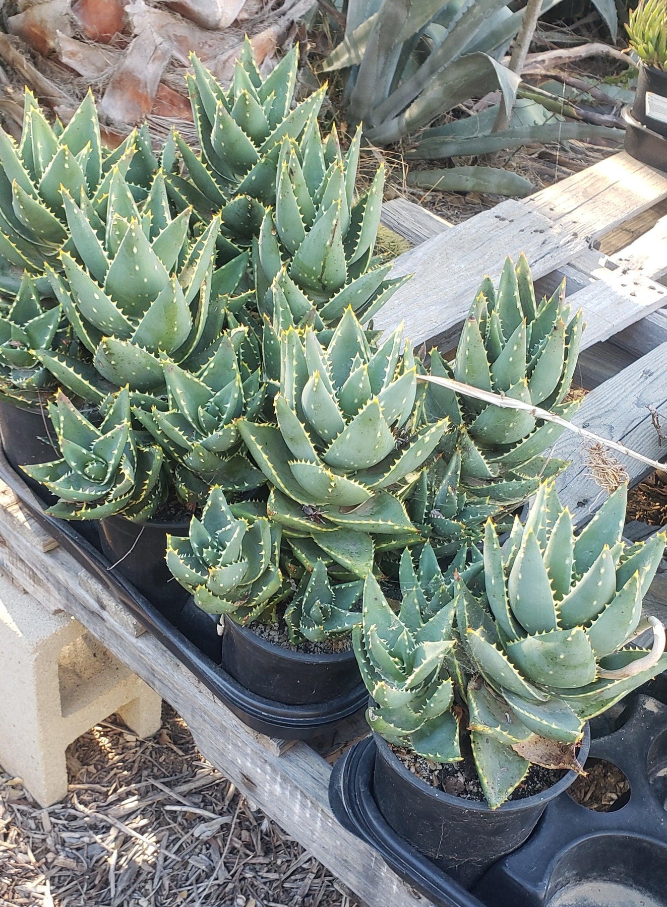 ES43 EXACT Aloe Jeweled Distans Potted in 1 gallon - Wedding