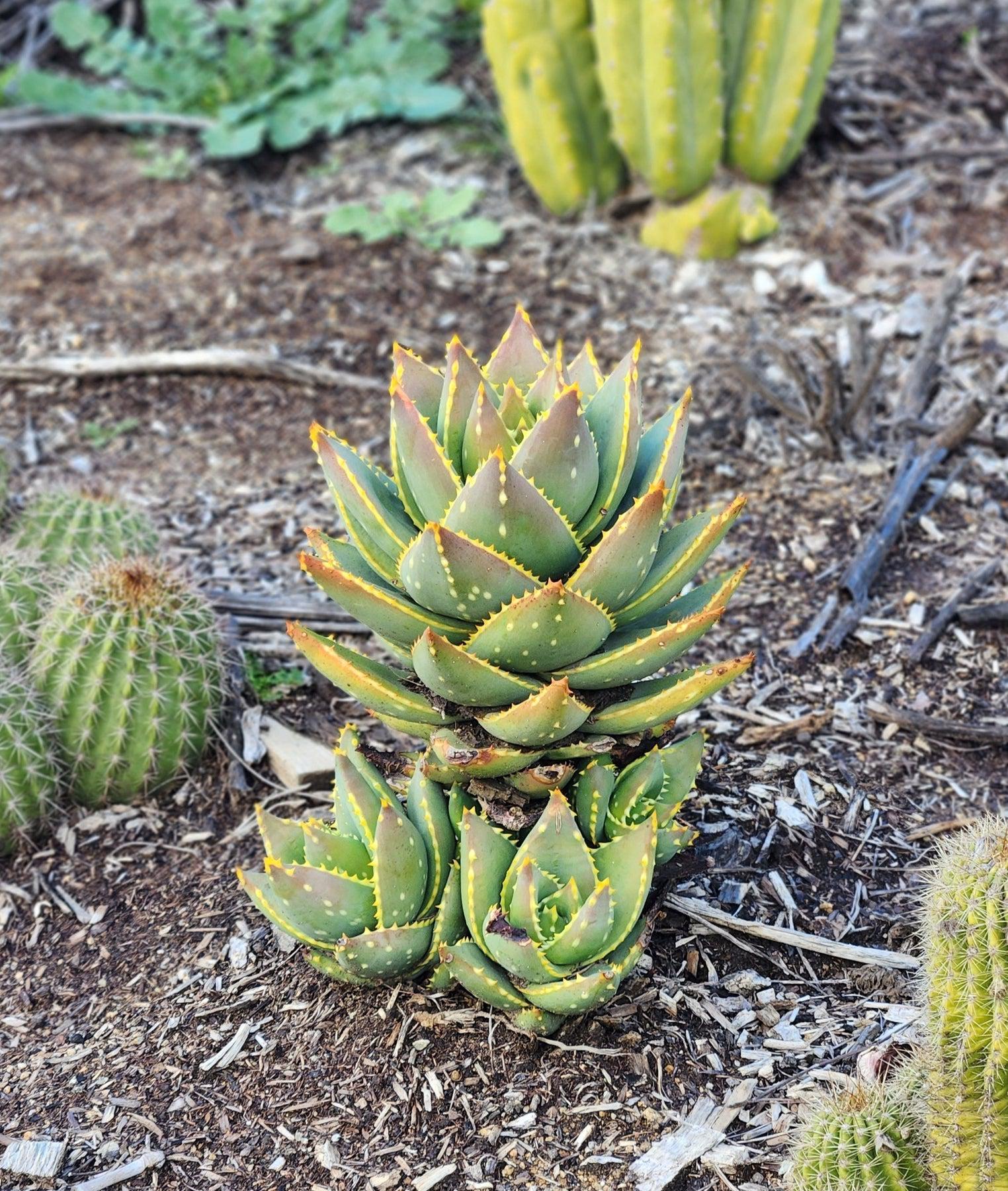 #ES43 EXACT Aloe Jeweled Distans Potted in 1 gallon-Succulent - Large - Exact-The Succulent Source