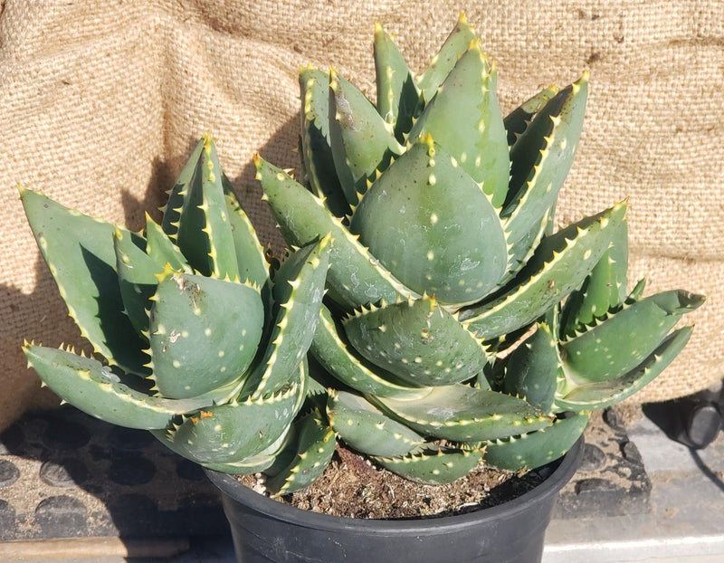 #ES43 EXACT Aloe Jeweled Distans Potted in 1 gallon