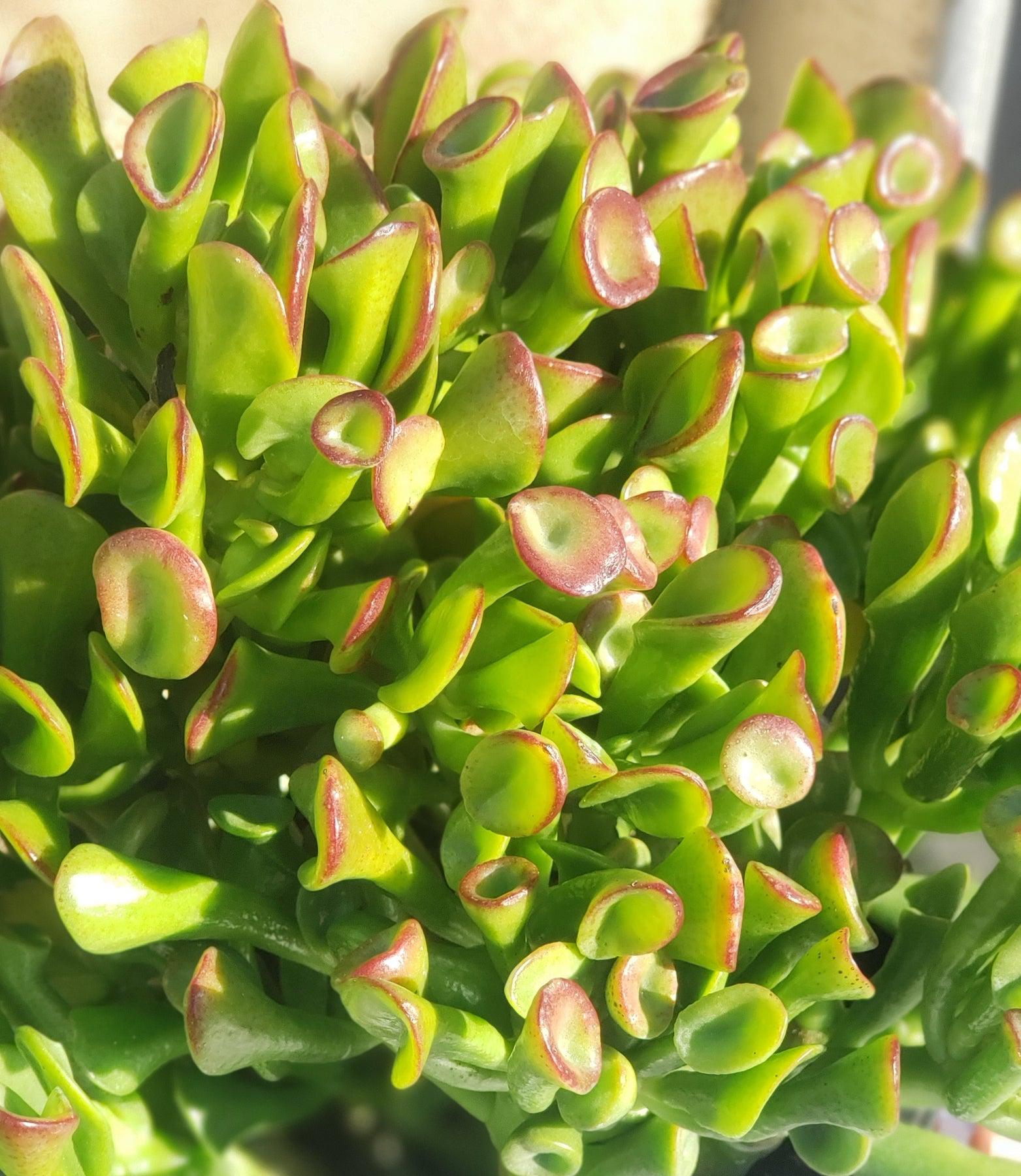 #ES45 Exact Crassula Ovata Ogre Ears potted in 1 gallon container-Succulent - Large - Exact-The Succulent Source