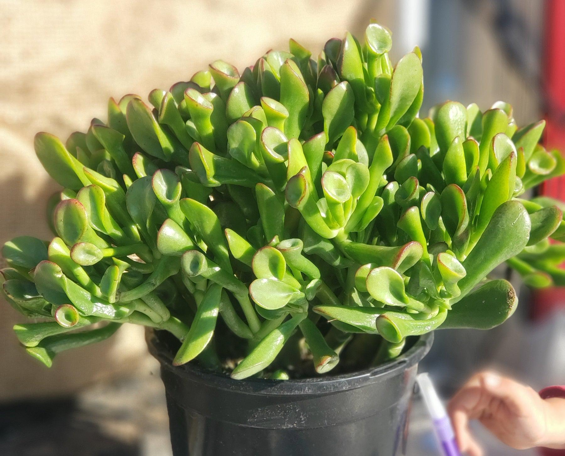 #ES45 Exact Crassula Ovata Ogre Ears potted in 1 gallon container-Succulent - Large - Exact-The Succulent Source