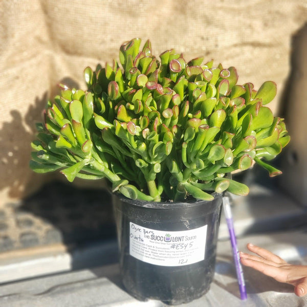 succulent ogre ears ES45 Exact Crassula Ovata Jade Ogre Ears potted in 1 gallon container