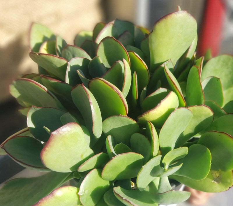 #ES46- EXACT Cotyledon Minty Succulent potted in a 1 gallon container
