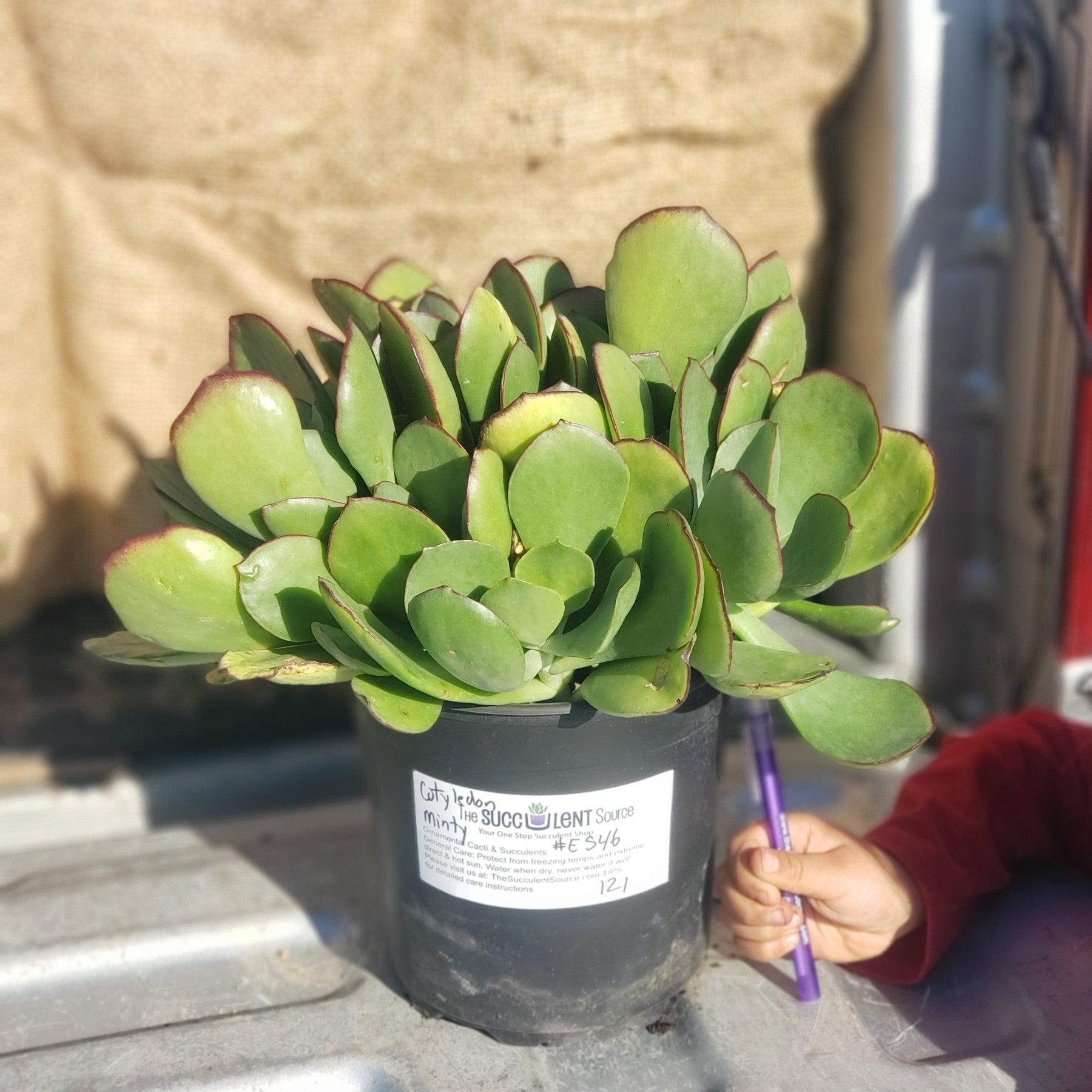 #ES46- EXACT Cotyledon Minty Succulent potted in a 1 gallon container-Succulent - Large - Exact-The Succulent Source