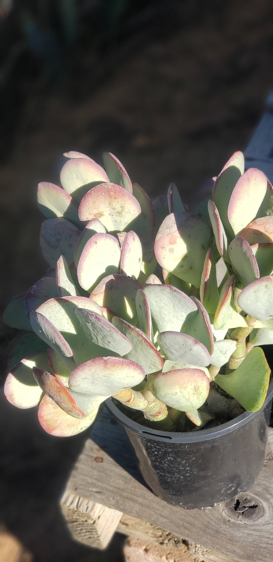 silver dollar jade succulent #ES47 Crassula Arborescens Silver Dollar potted 1 gallon