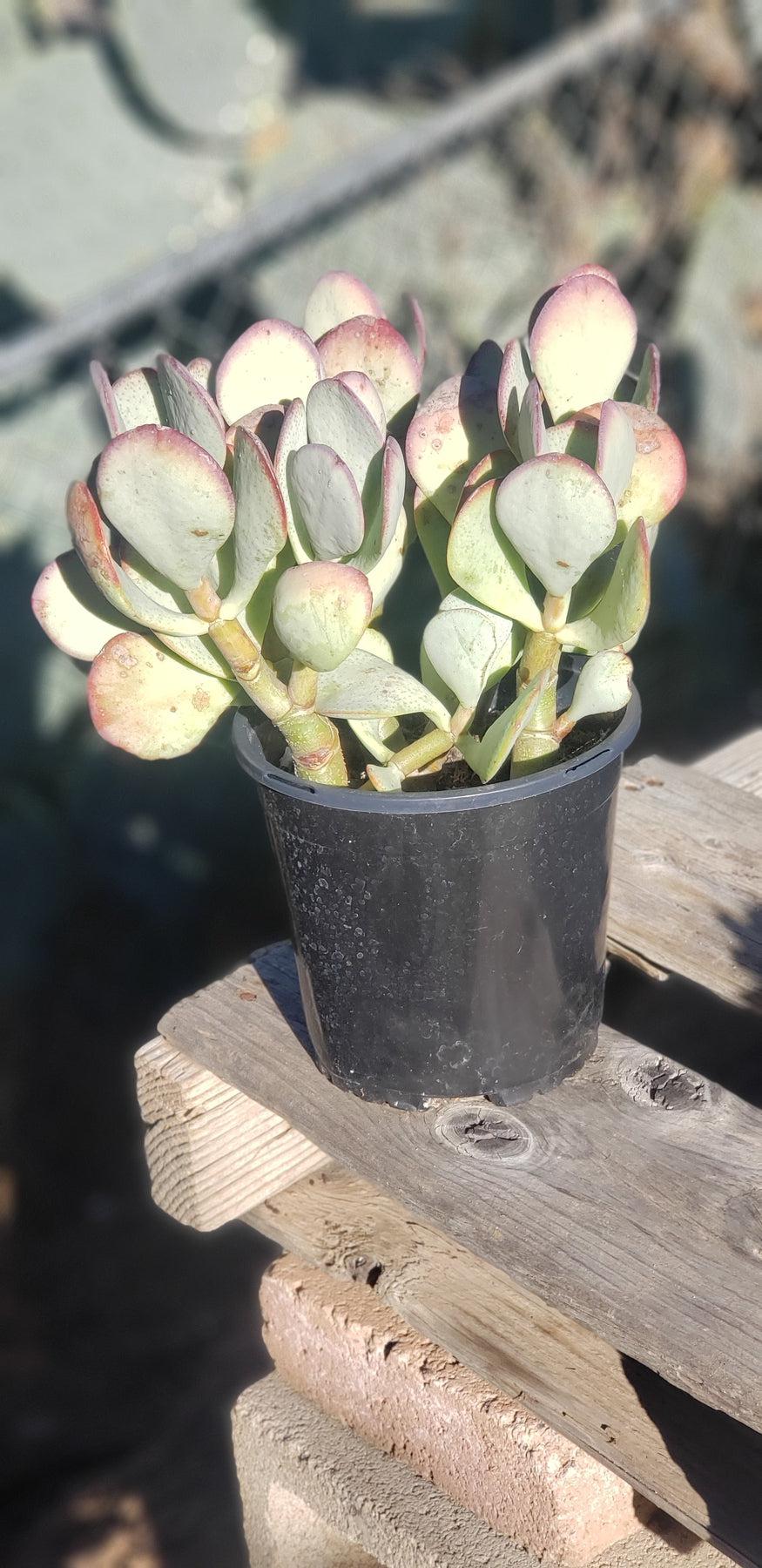 #ES47 Crassula Arborescens Silver Dollar potted 1 gallon-Succulent - Large - Exact-The Succulent Source