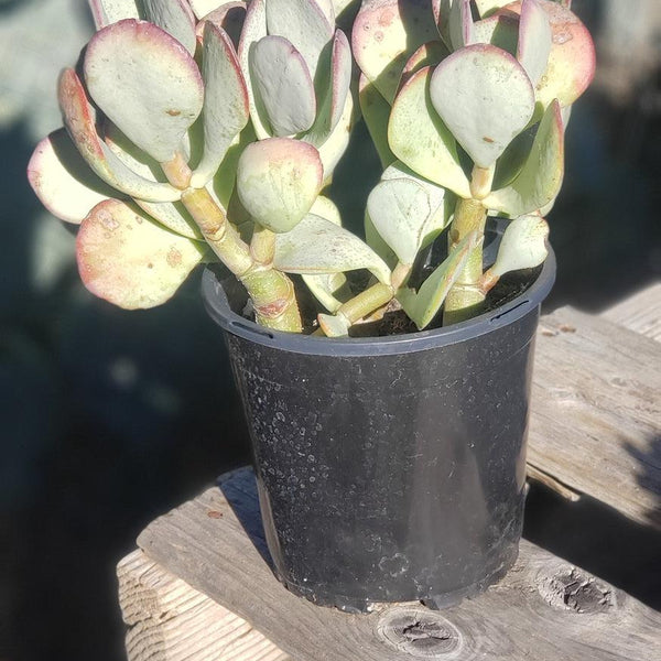 ES47 Crassula Arborescens Silver Dollar potted 1 gallon