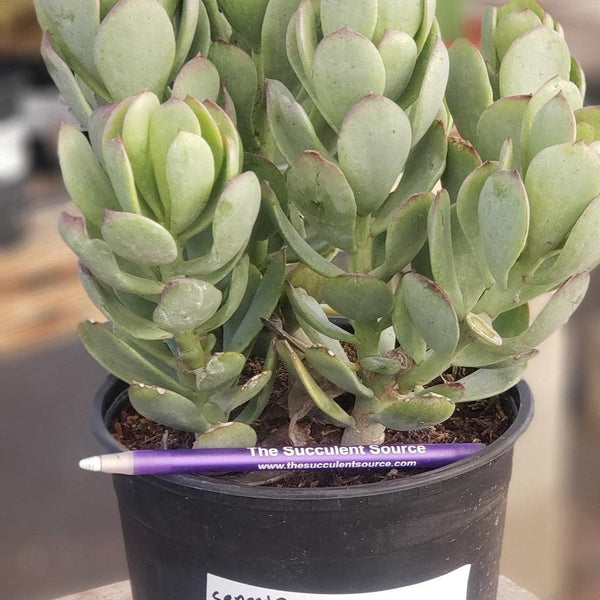 ES48 EXACT Senecio Amaniensis Amani Succulent 1 gallon - Wedding