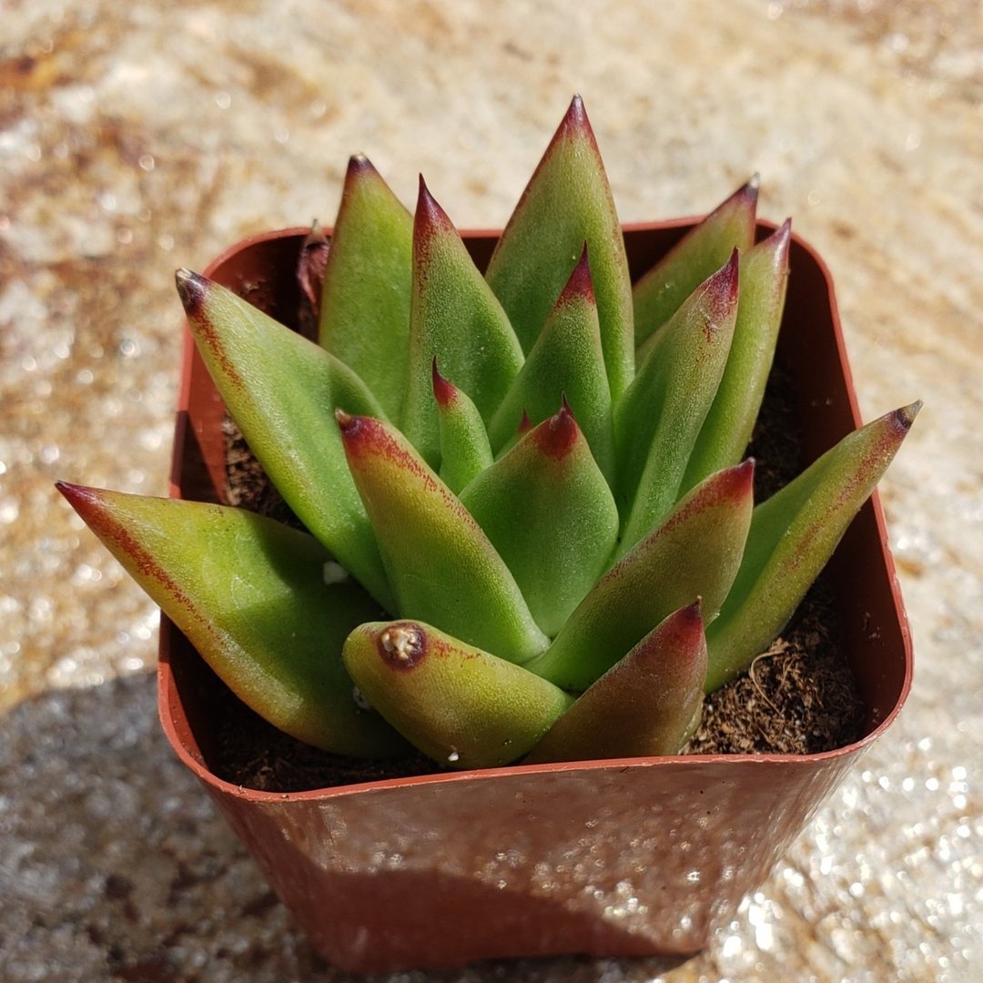 Echeveria Agavoides Lipstick-Succulent - Large-The Succulent Source