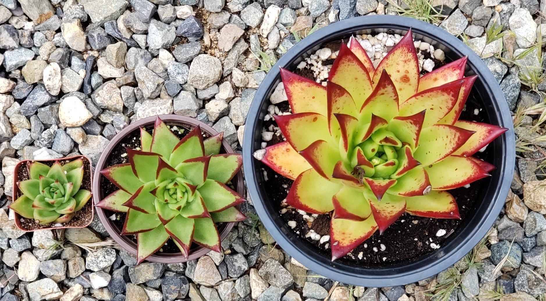 Echeveria Agavoides Lipstick-Succulent - Large-The Succulent Source