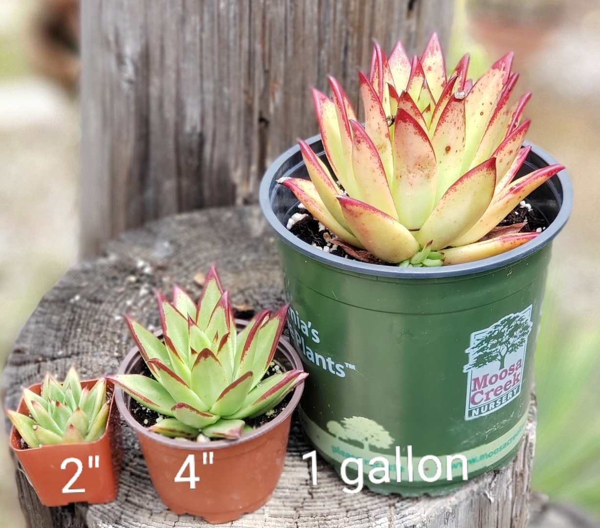 Echeveria Agavoides Lipstick-Succulent - Large-The Succulent Source