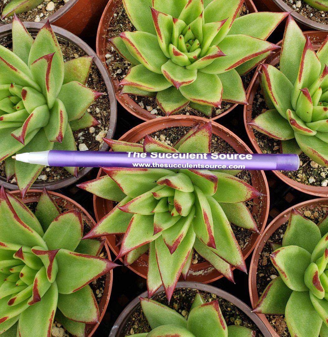 Echeveria Agavoides Lipstick approx. 3-4" Succulent bare root-Succulent - Large-The Succulent Source