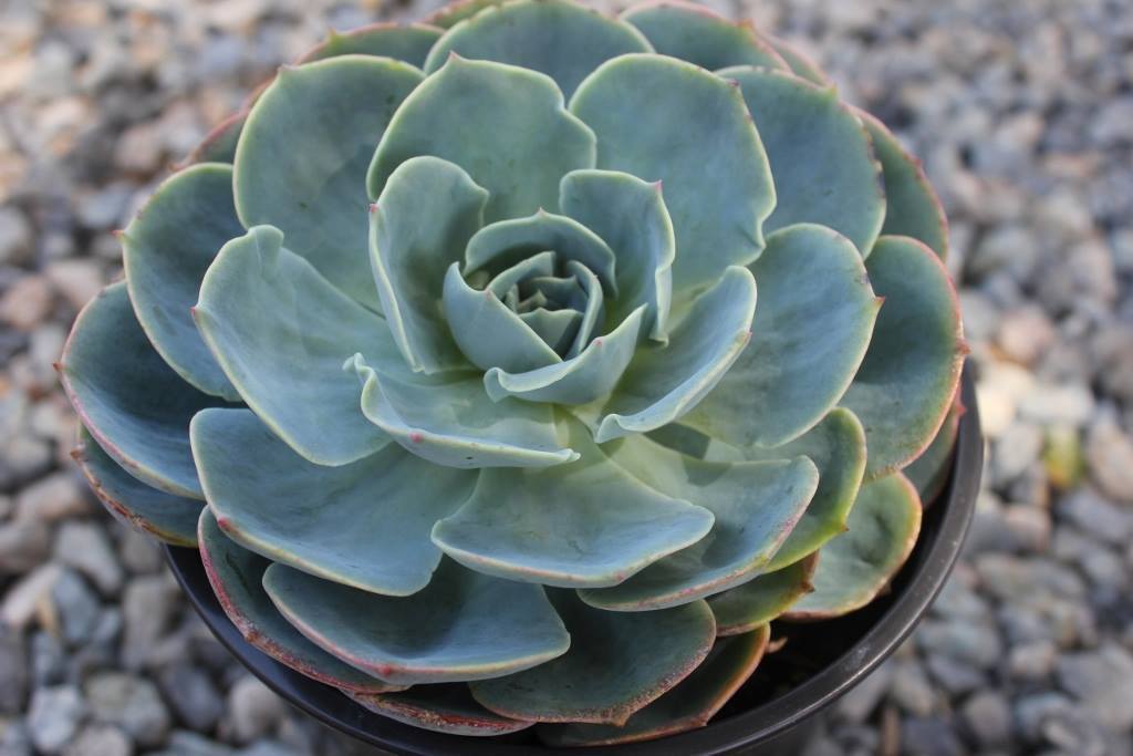blue rose succulent flower Echeveria Blue Rose Imbricata Succulent