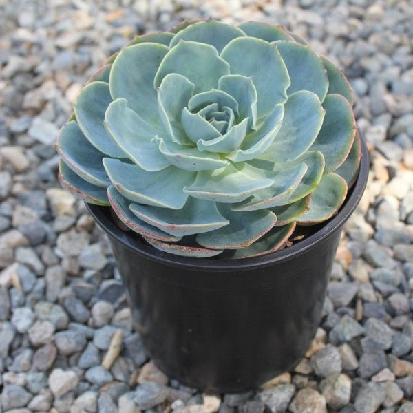 Echeveria Blue Rose Imbricata Succulent - 1 Gallon - Wedding