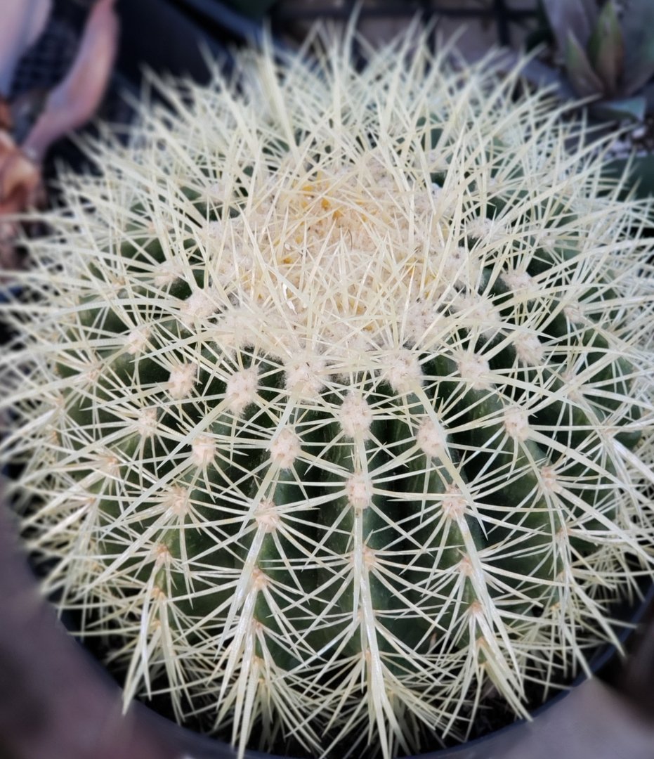 Exact Echinocactus Grusonii Golden Barrel ornamental giant clump in 8" container-Cactus - Large - Exact-The Succulent Source