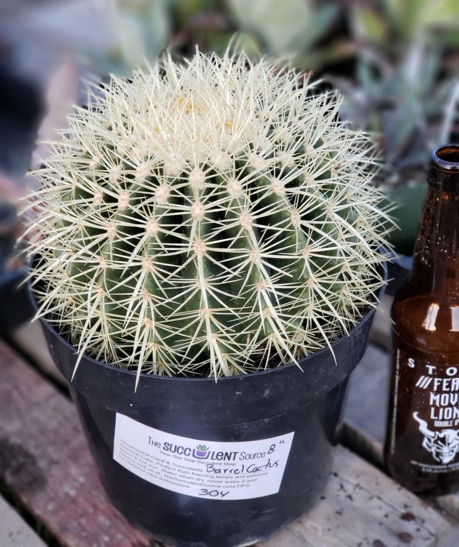 crate and barrel succulent Echinocactus Grusonii Golden Barrel cactus Golden Barrel 8" container