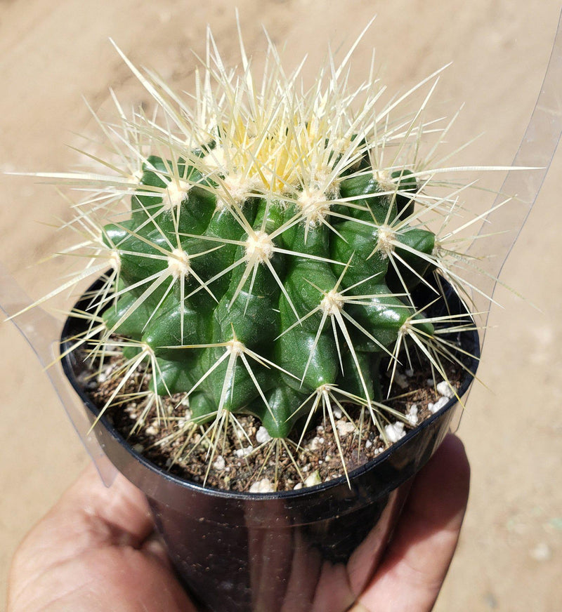 Echinocactus Grusonii Golden Barrel cactus in 8" container-Cactus - Large - Exact-The Succulent Source