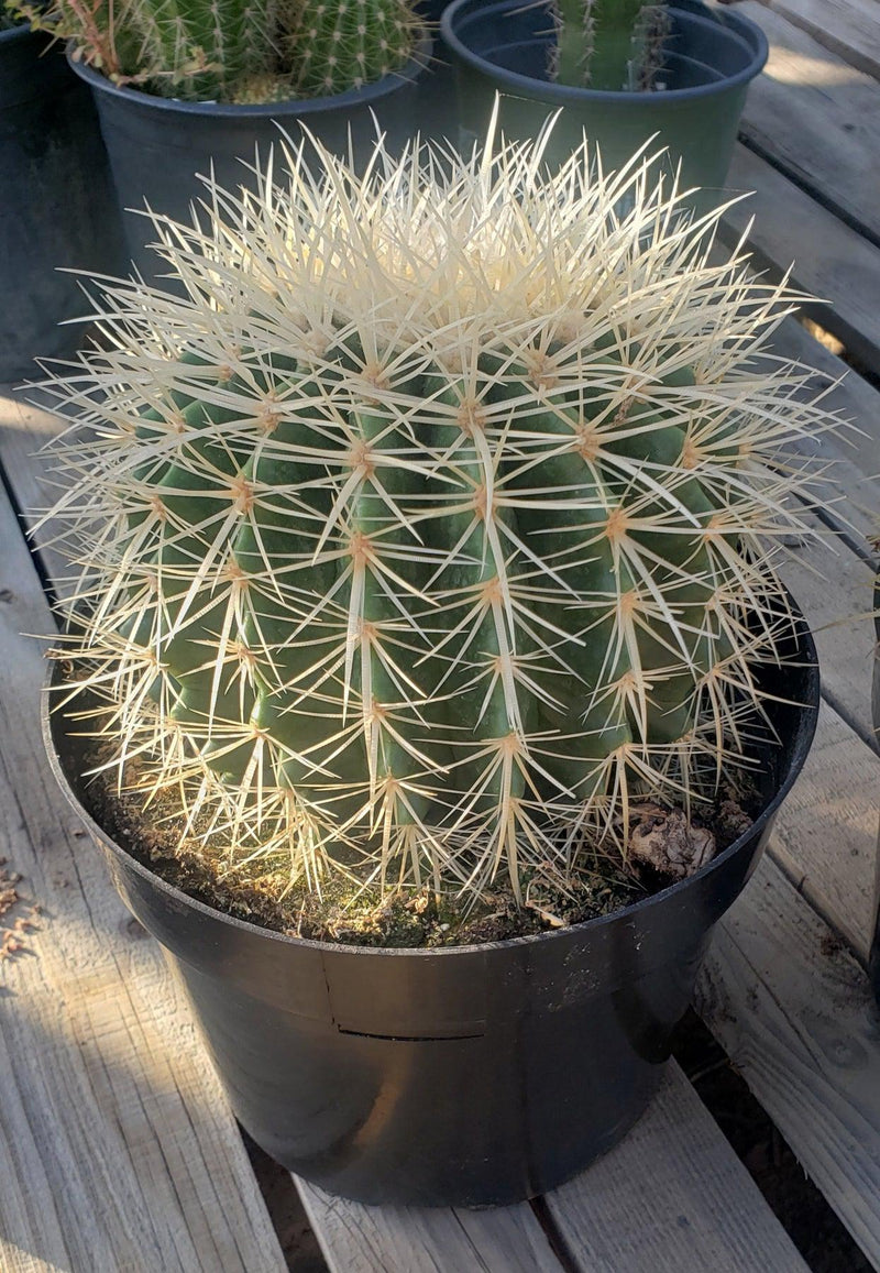 Echinocactus Grusonii Golden Barrel cactus-Cactus - Large - Exact-The Succulent Source