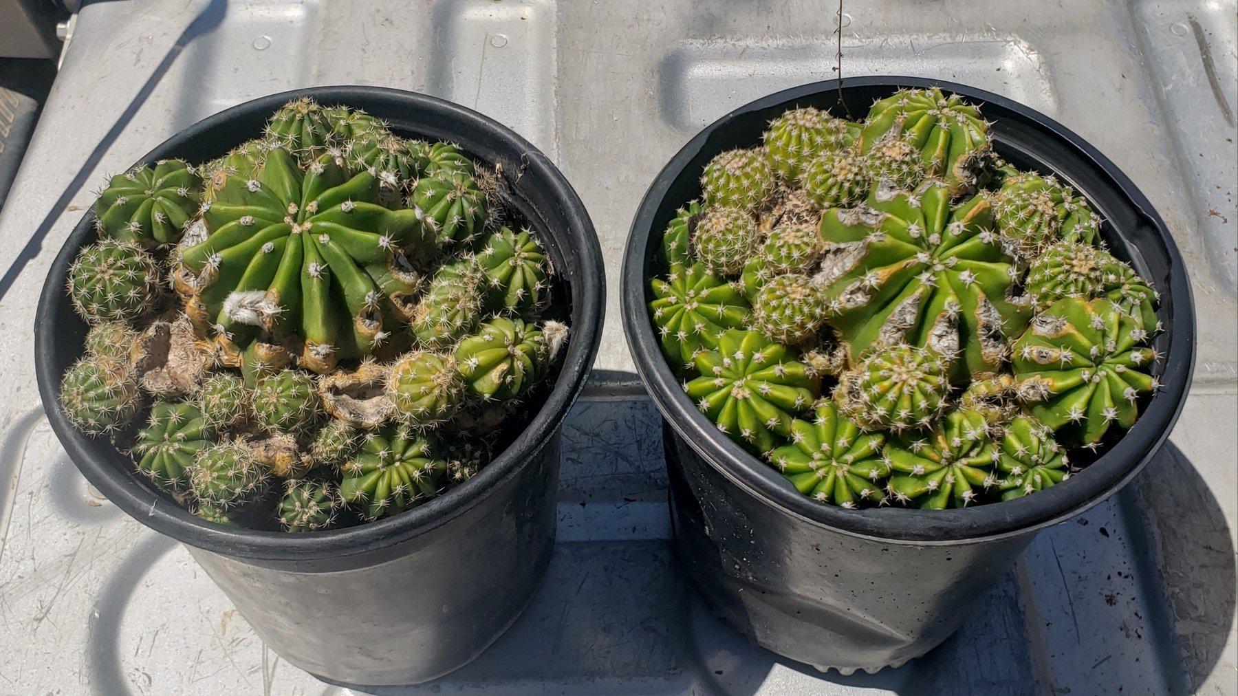 Echinopsis Echinobivia Rainbow Burst Cactus-Cactus - Large - Exact-The Succulent Source