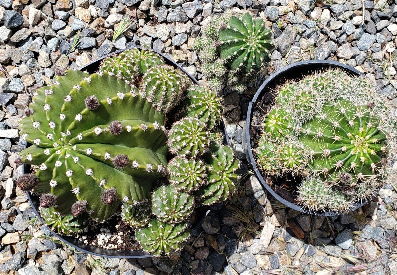 Echinopsis Echinobivia Rainbow Burst Ornamental Cactus-Cactus - Large - Exact-The Succulent Source