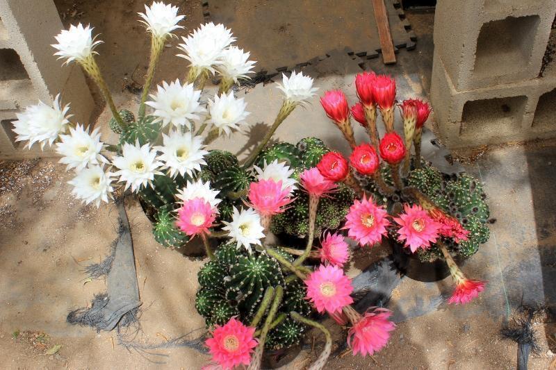 Echinobivia Rainbow Burst Ornamental Cactus-Cactus - Large - Exact-The Succulent Source