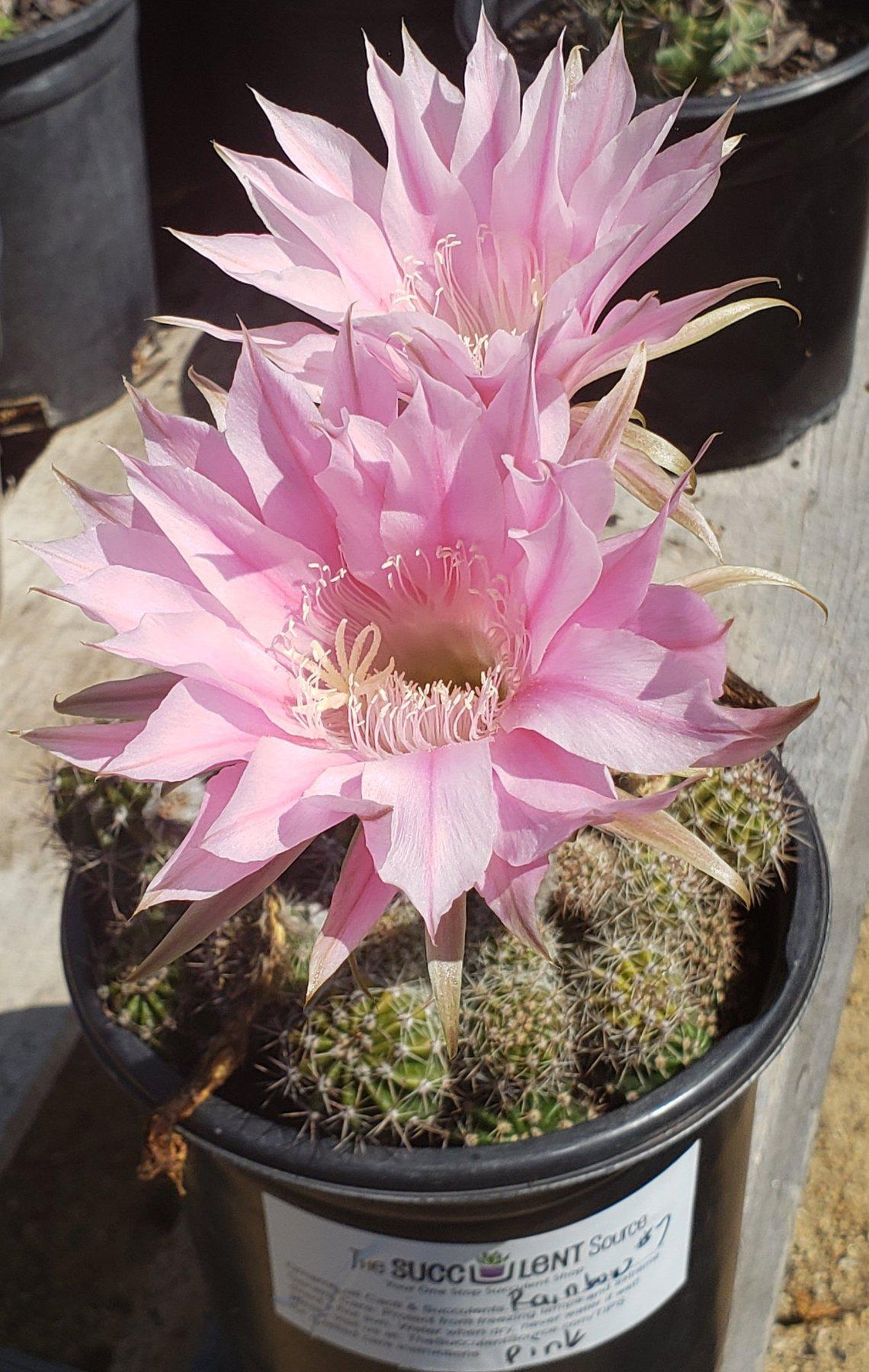 Echinopsis Echinobivia Rainbow Burst Cactus-Cactus - Large - Exact-The Succulent Source