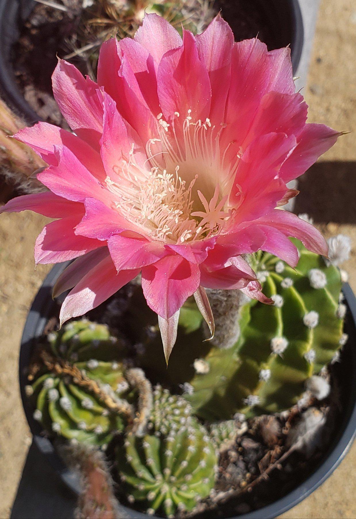 Echinopsis Echinobivia Rainbow Burst Cactus-Cactus - Large - Exact-The Succulent Source