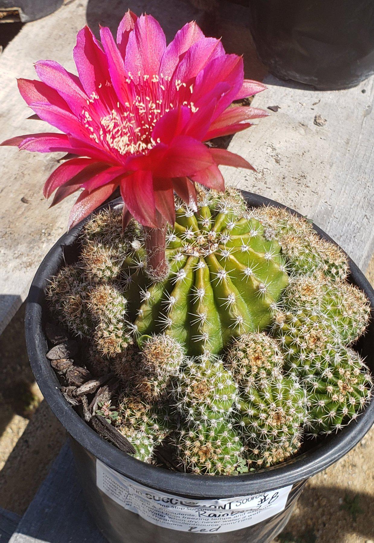 Echinopsis Echinobivia Rainbow Burst Cactus-Cactus - Large - Exact-The Succulent Source