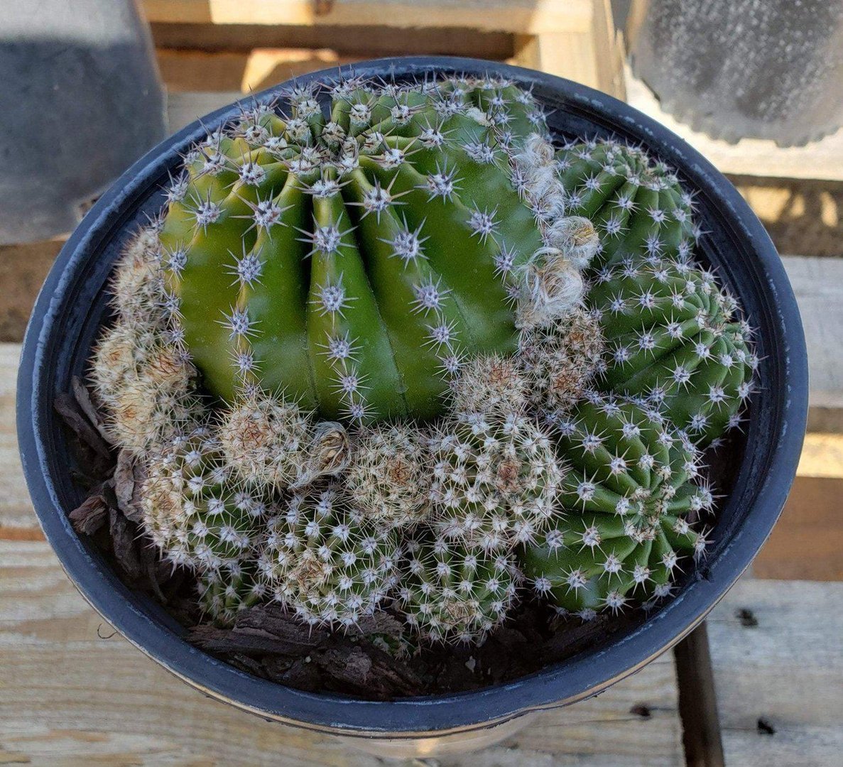 Echinobivia Rainbow Burst Ornamental Cactus-Cactus - Large - Exact-The Succulent Source