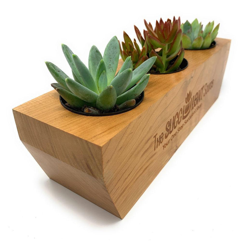 Etched Wood Planter Box-Succulent - Gift-The Succulent Source