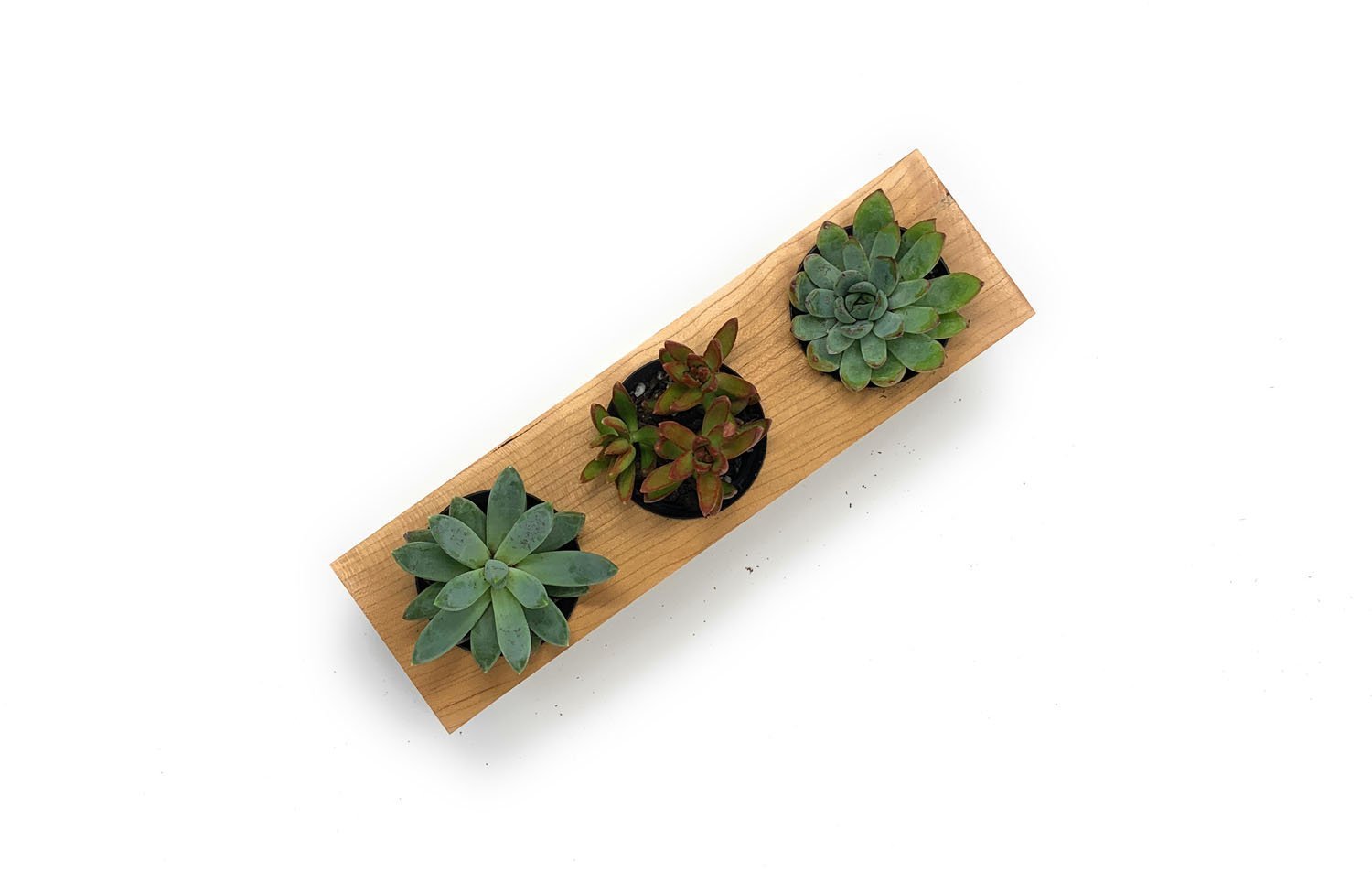 Etched Wood Planter Box-Succulent - Gift-The Succulent Source