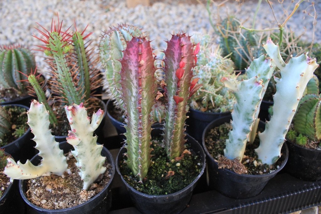 3.5" Euphorbias Cactus bulk wholesale succulent prices at the succulent source - 2