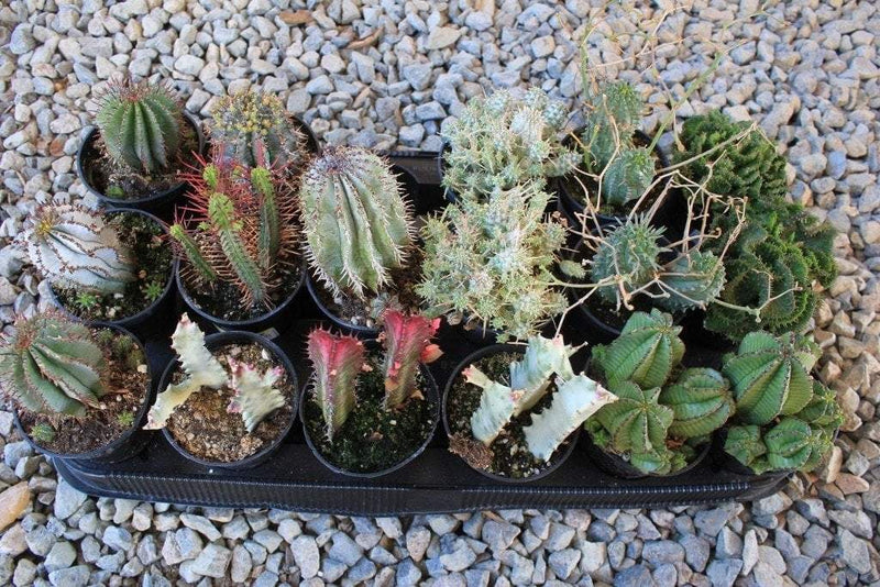 3.5" Euphorbias Cactus bulk wholesale succulent prices at the succulent source - 3