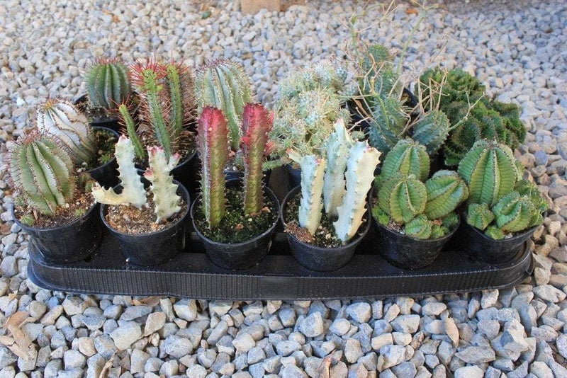 3.5" Euphorbias Cactus bulk wholesale succulent prices at the succulent source - 1